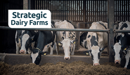 Cumbria: From field to feed barrier - Silage strategies for dairy success